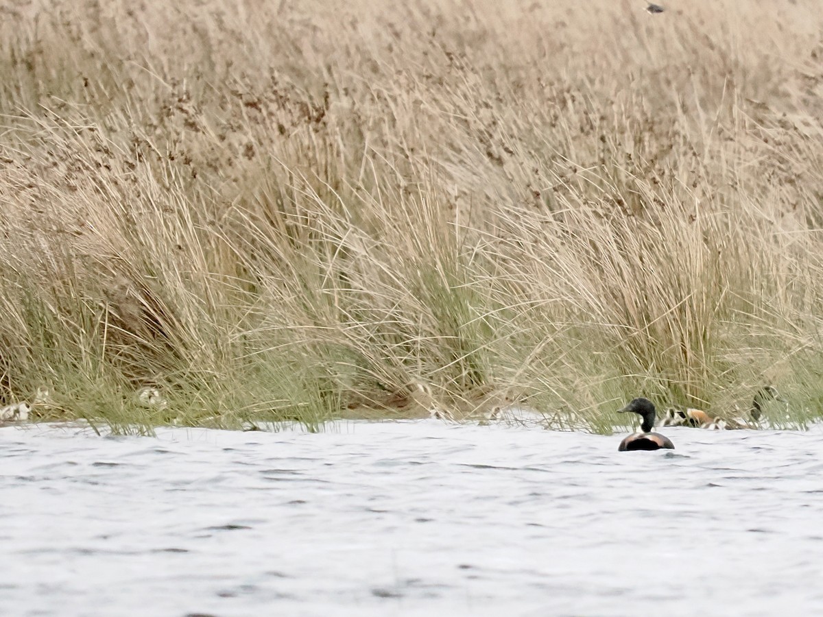 Галагаз австралійський - ML644481478