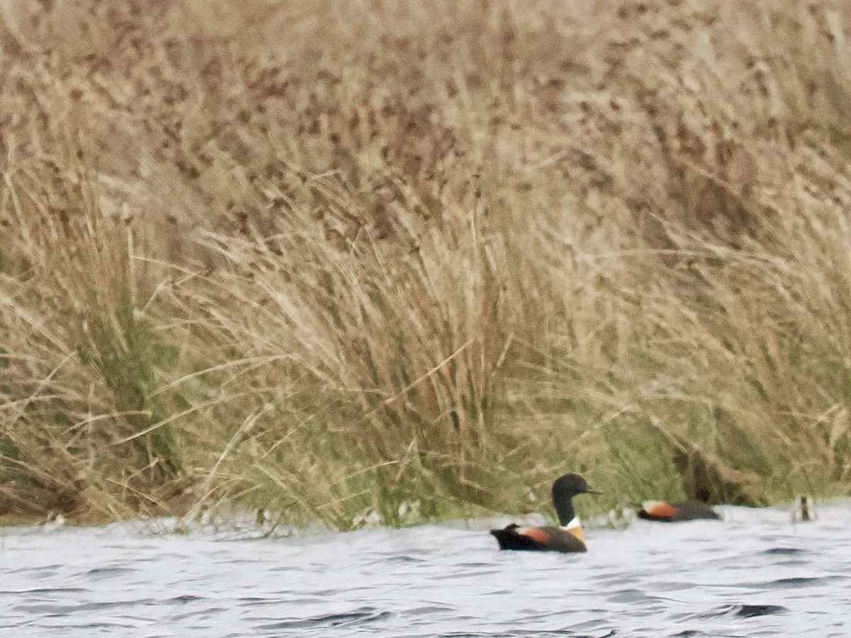 Галагаз австралійський - ML644481479