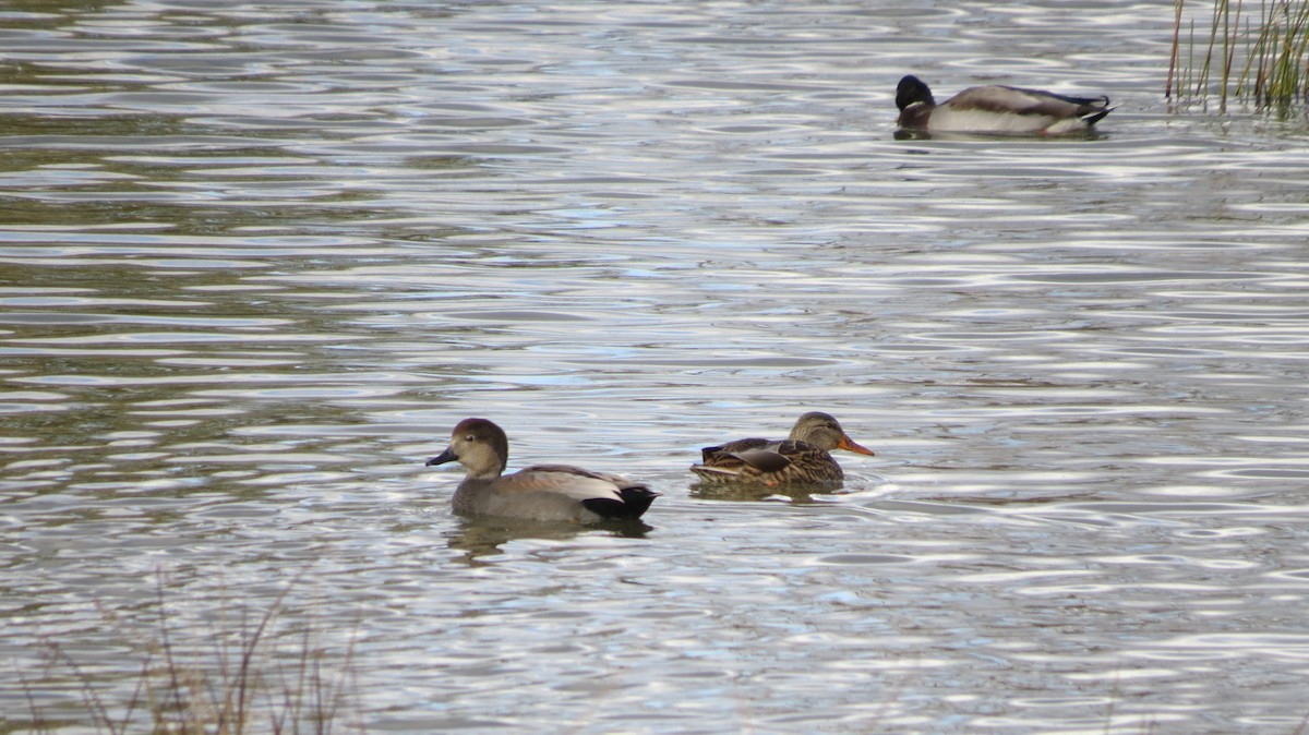 Gadwall - ML644481486