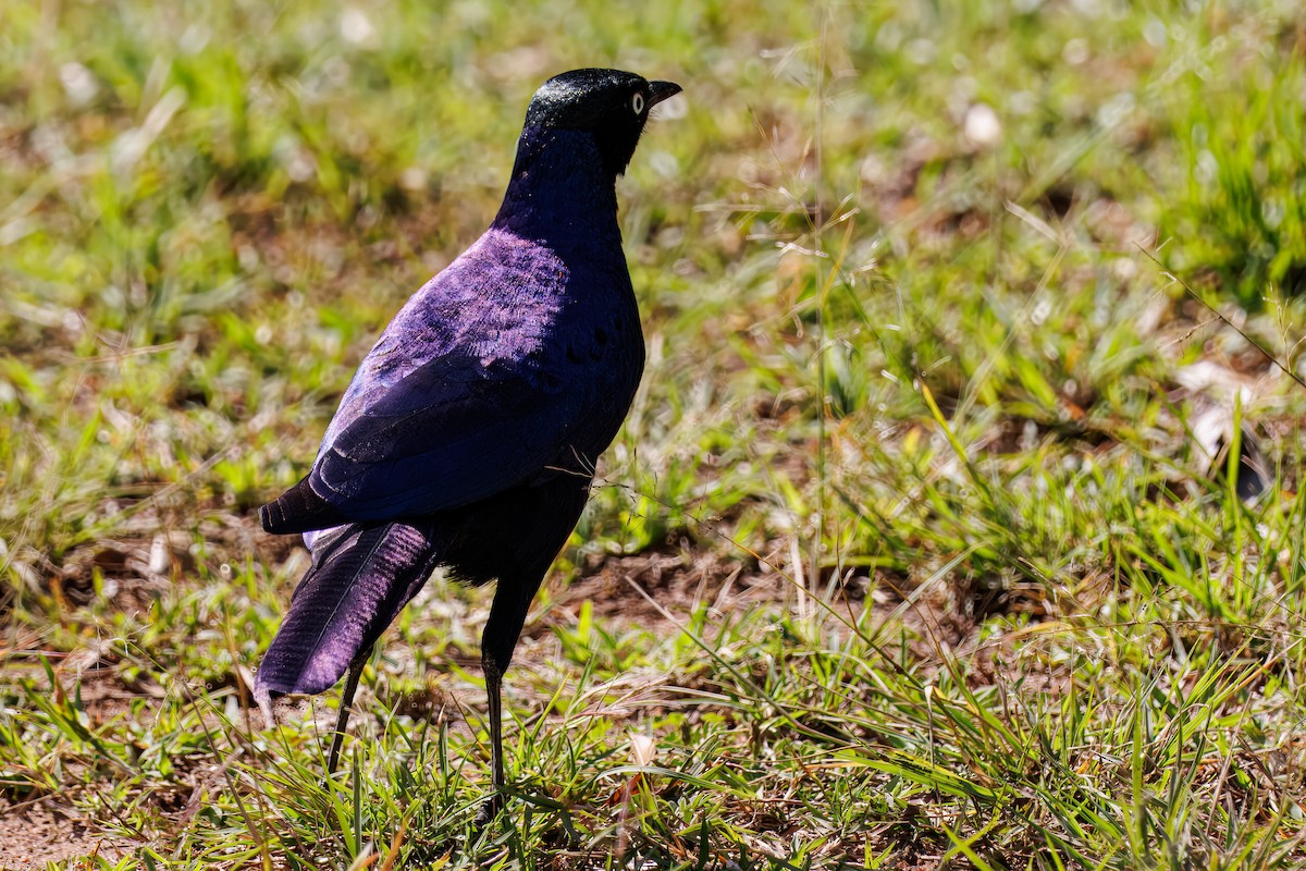 Мерл бронзовоголовий - ML644481495