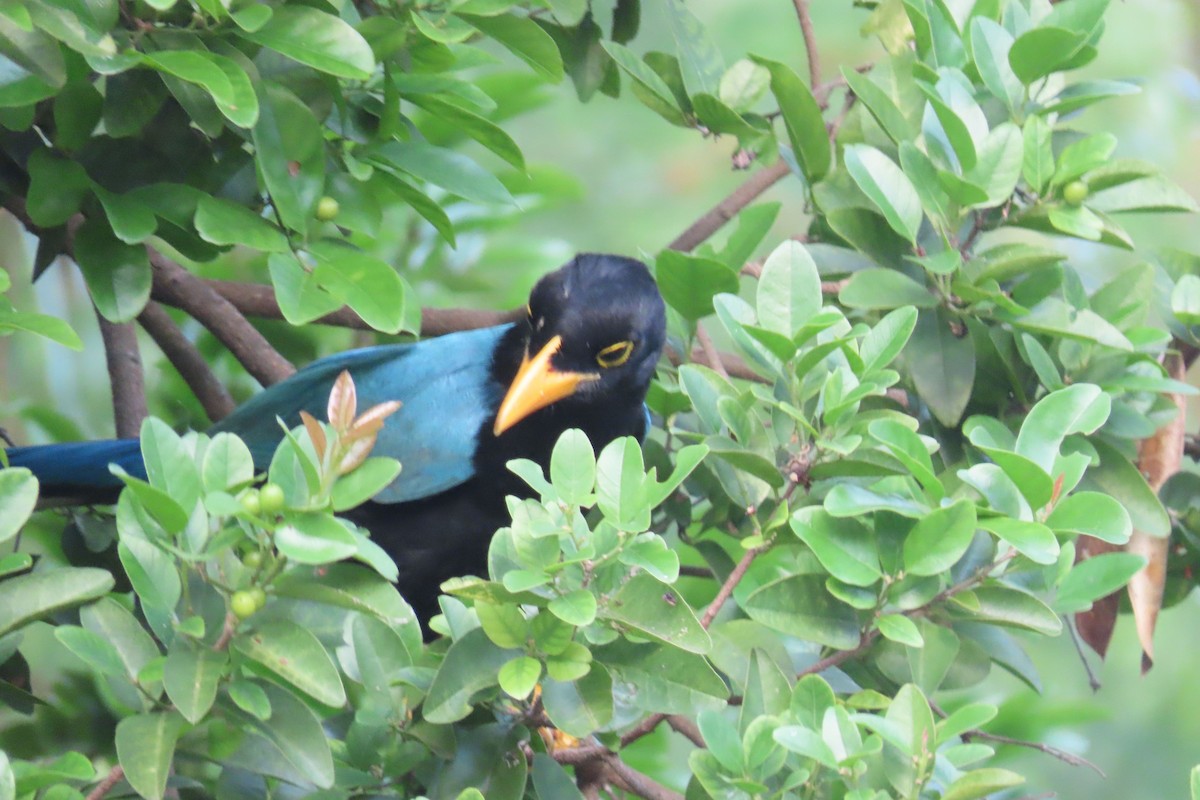 Пая юкатанська - ML644481497