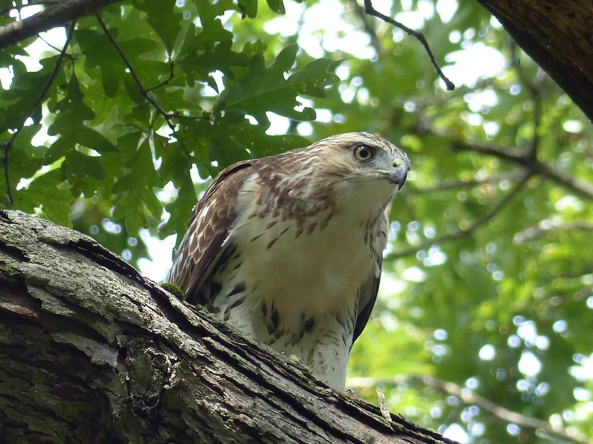 káně rudochvostá - ML644481498