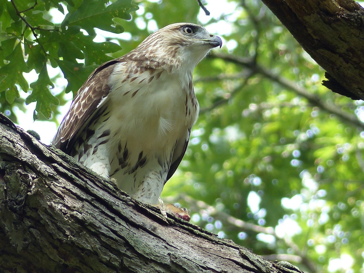 káně rudochvostá - ML644481499