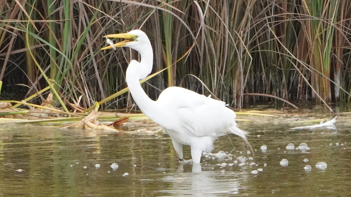 Чапля велика - ML644481500