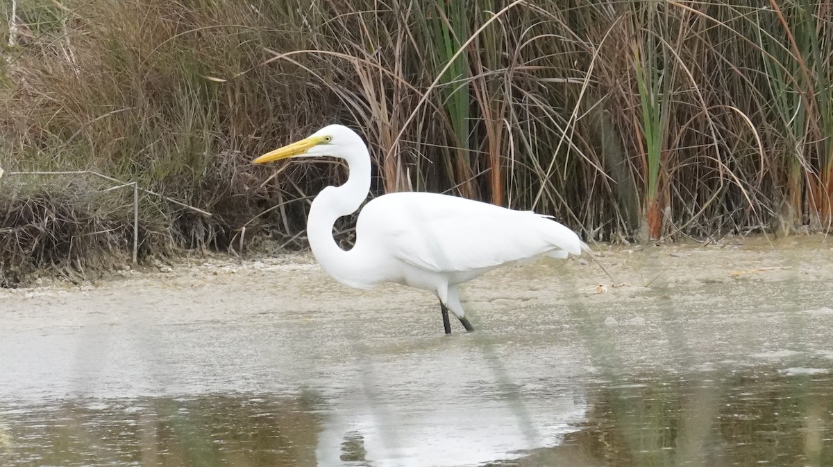 Чапля велика - ML644481501