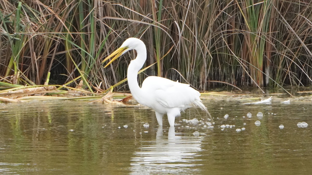 Чапля велика - ML644481502