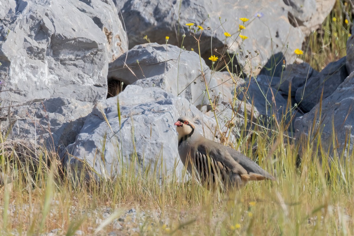 Кеклик кремовогорлий - ML644481504