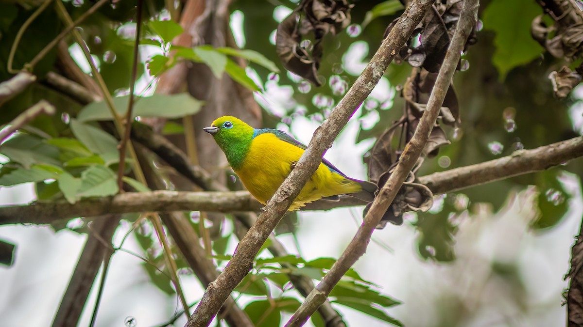 Органіст синьошиїй - ML644481505