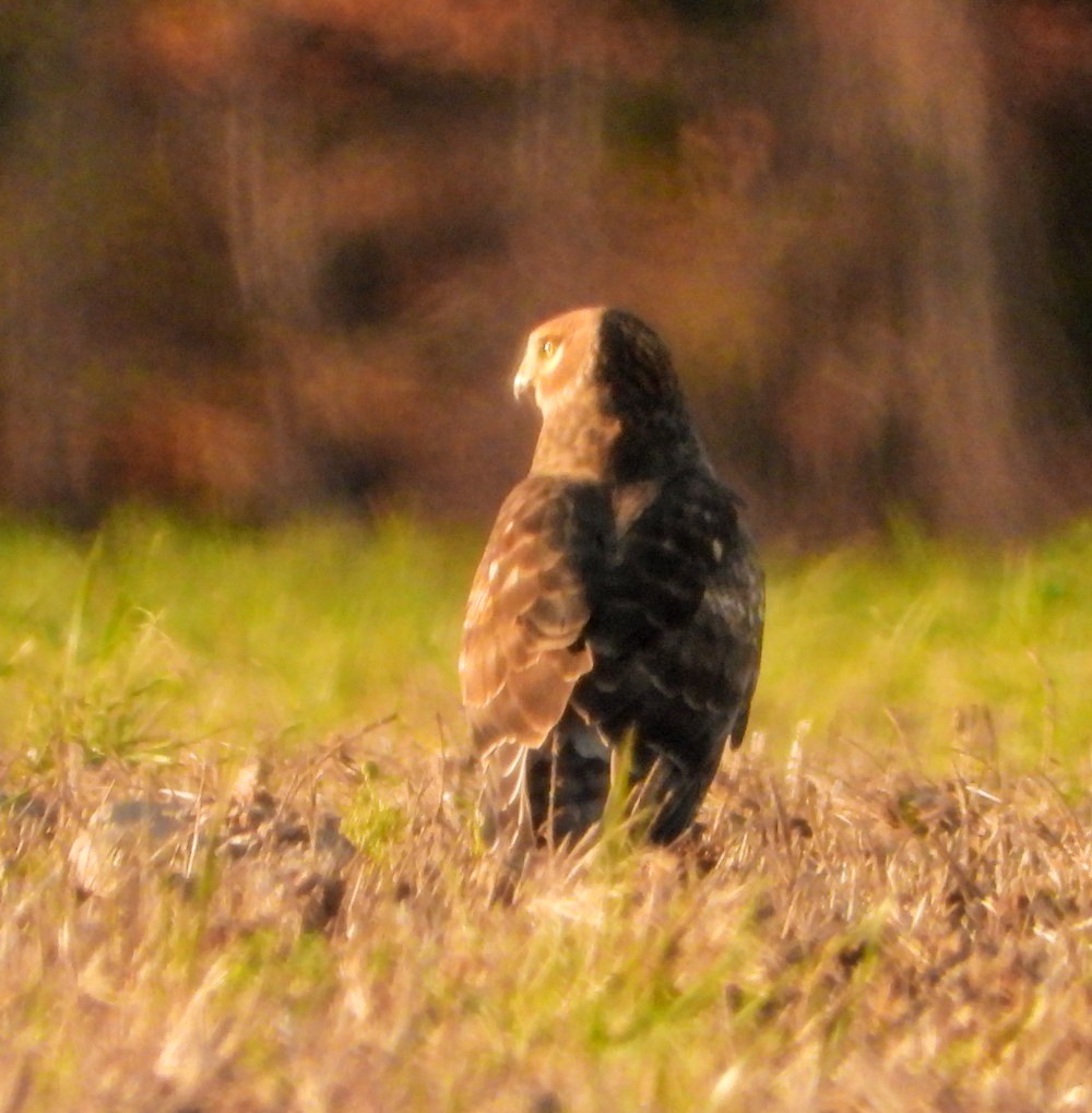 Лунь американський - ML644481509