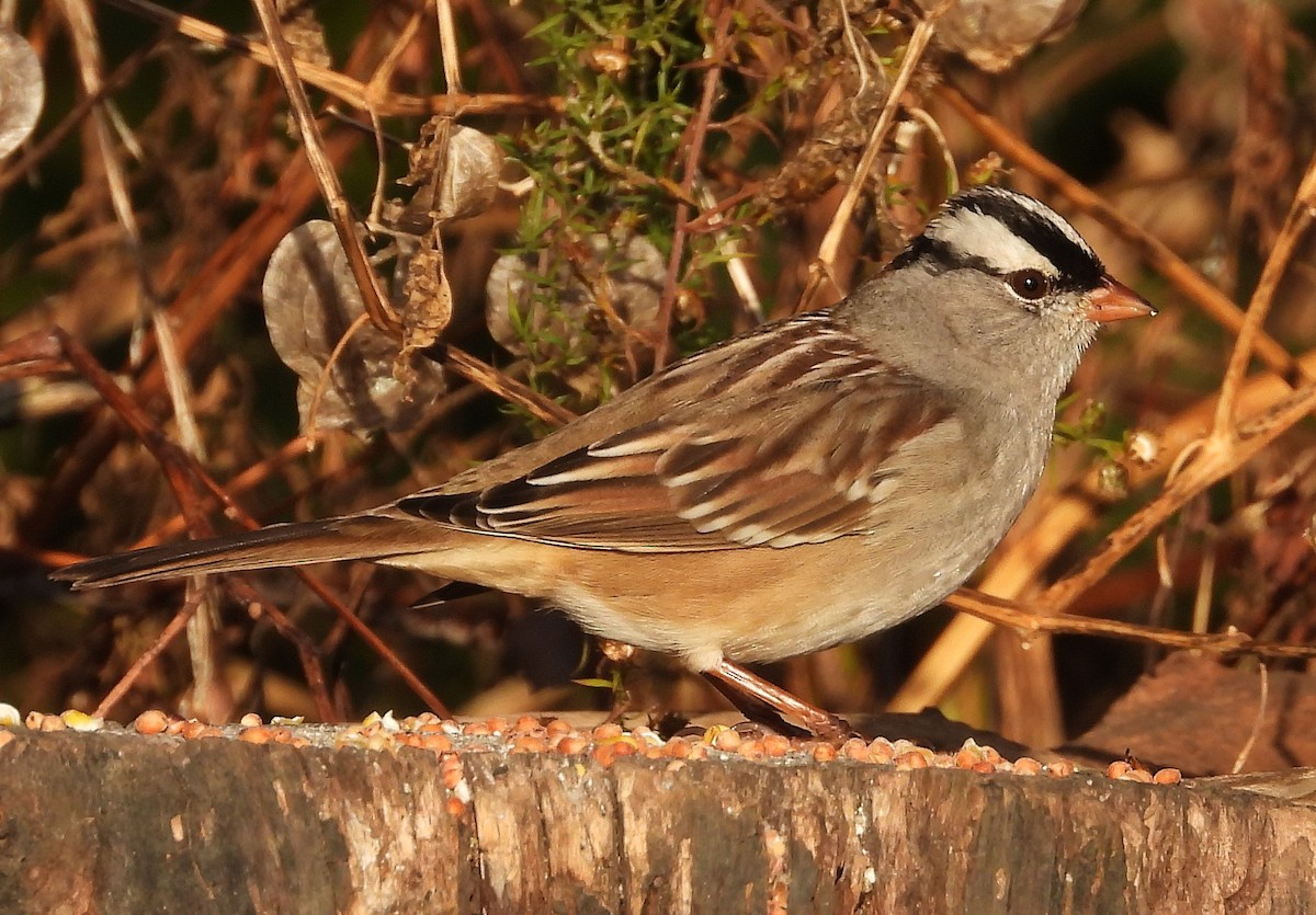Бруант білобровий - ML644481510
