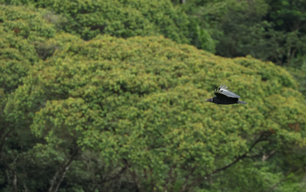 Катарта чорна - ML644481512