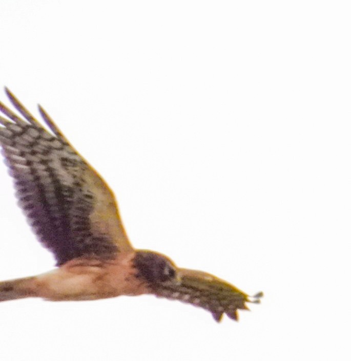 Лунь американський - ML644481517