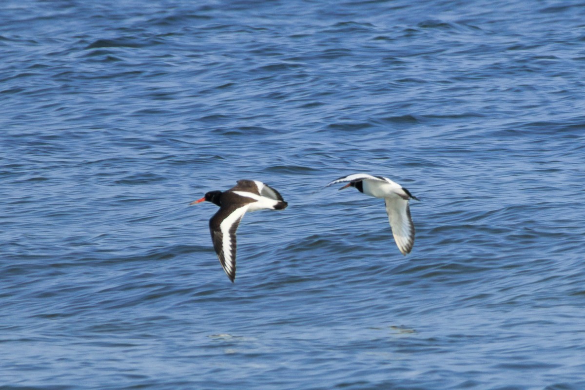 Кулик-сорока євразійський - ML644481520