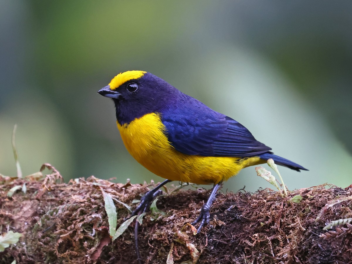 Гутурама золотолоба - ML644481521