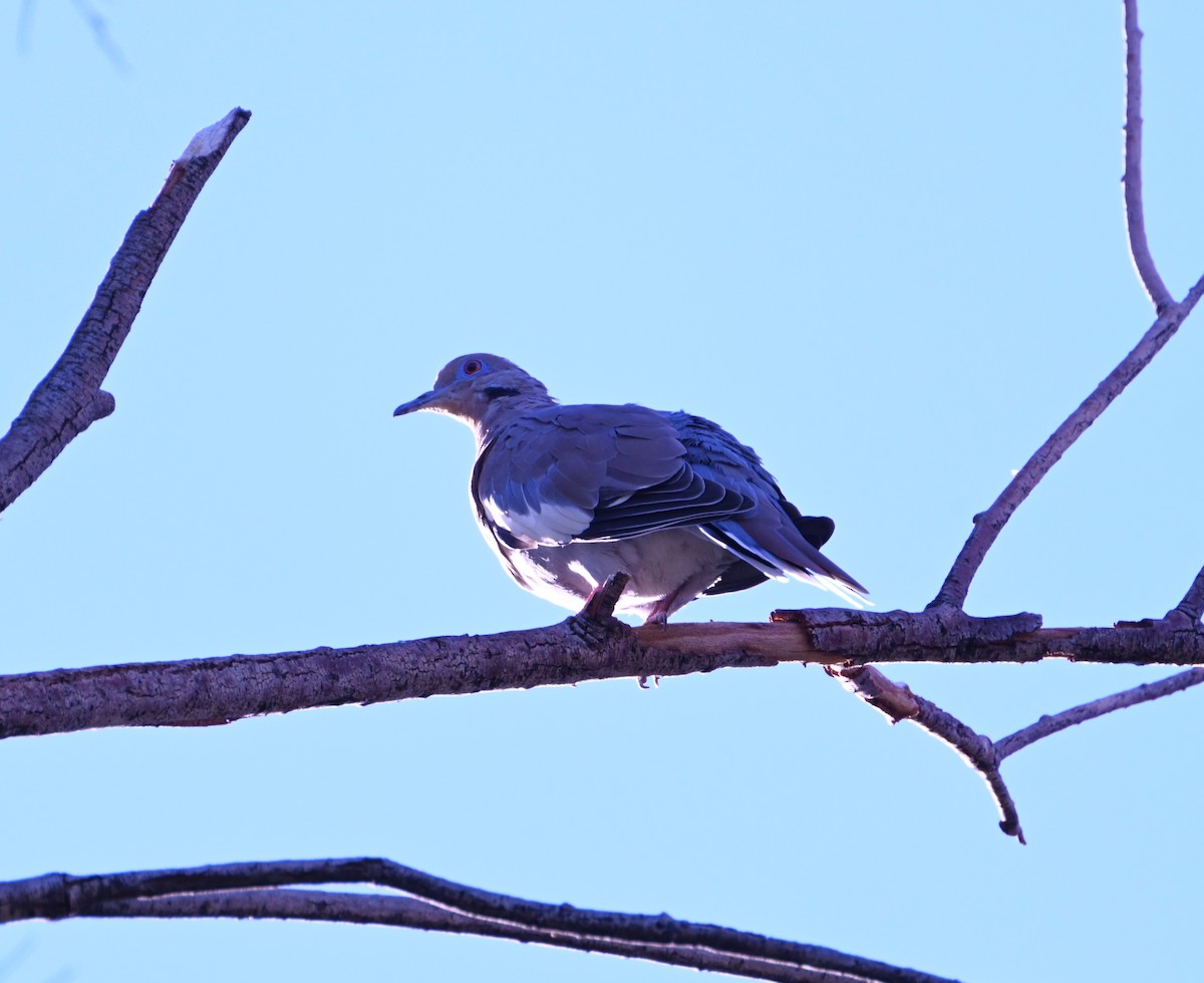 Зенаїда білокрила - ML644481523
