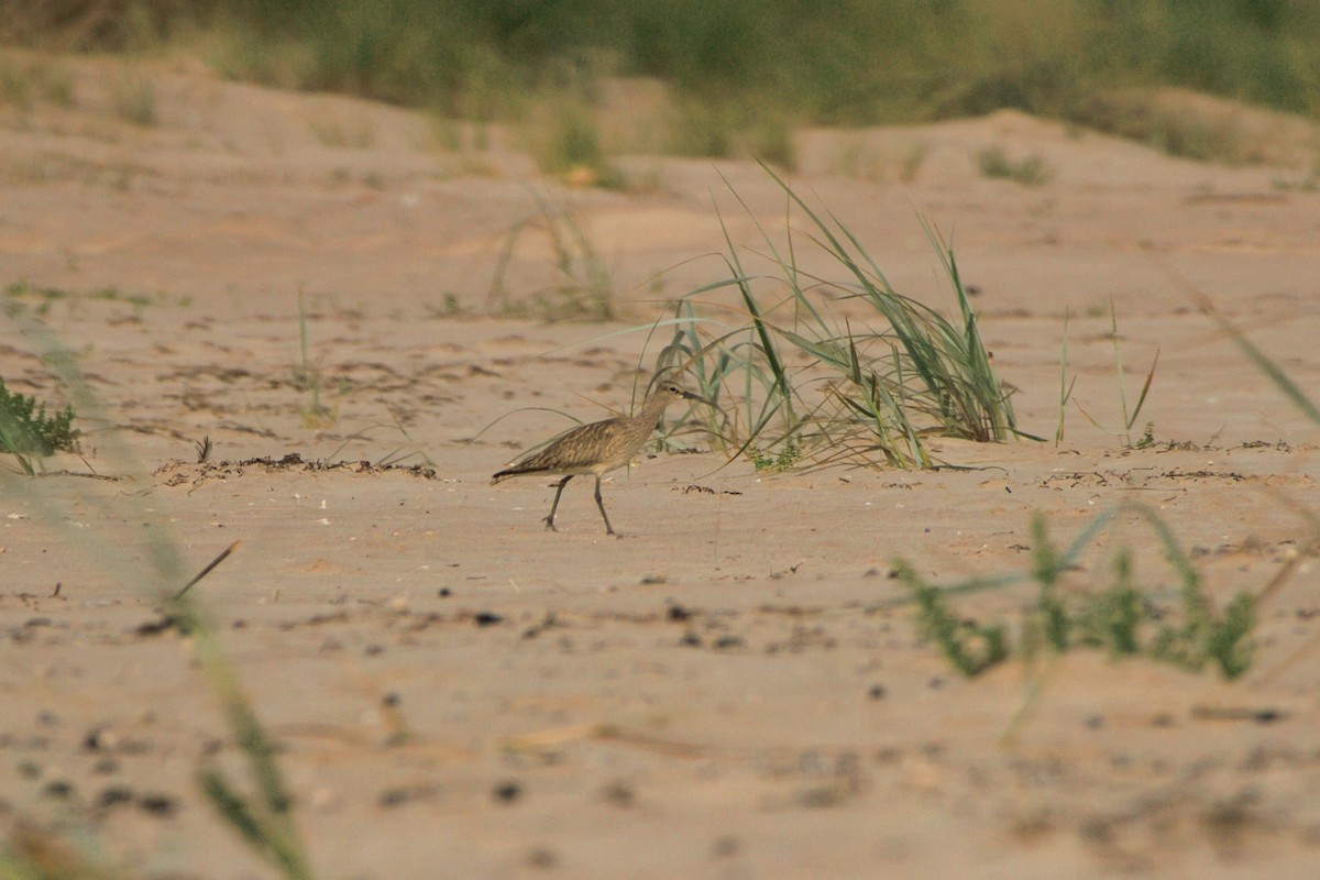 Кульон великий - ML644481524