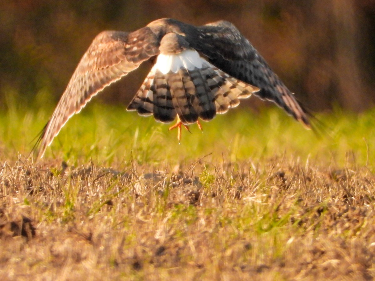 Лунь американський - ML644481526