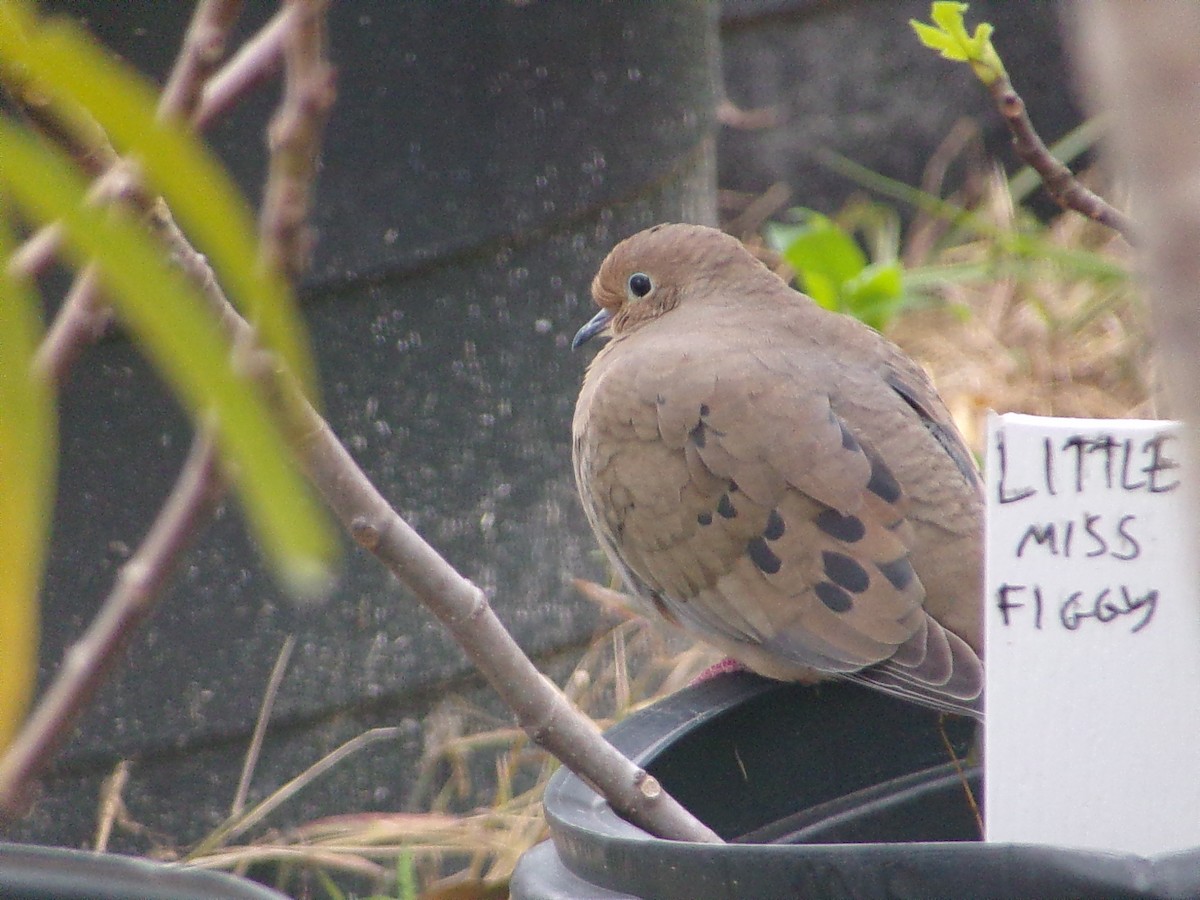 Свистач червонодзьобий - ML644481527