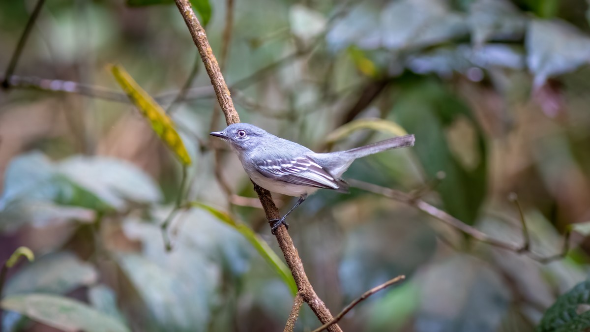Тиранець сірий - ML644481530