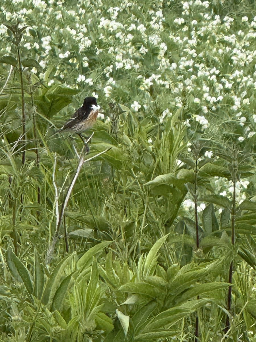 Трав'янка чорноголова - ML644481533