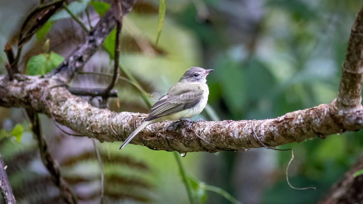 Тиранець зелений - ML644481534