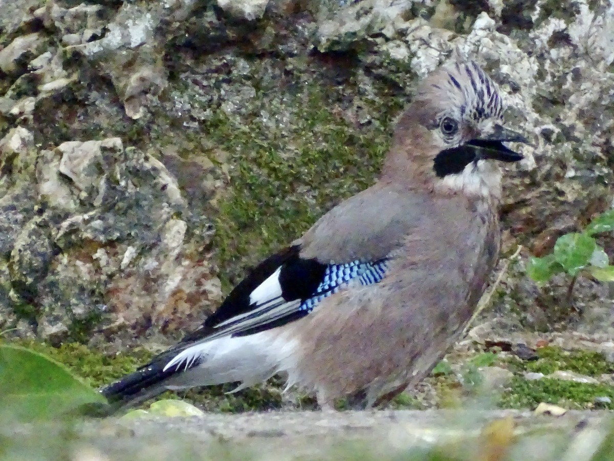 Сойка звичайна - ML644481535