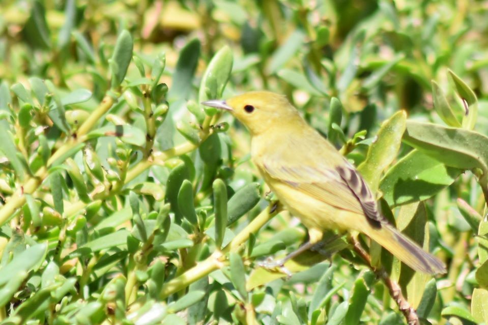 Mangrove Yellow Warbler (Lesser Antillean) - ML644481537