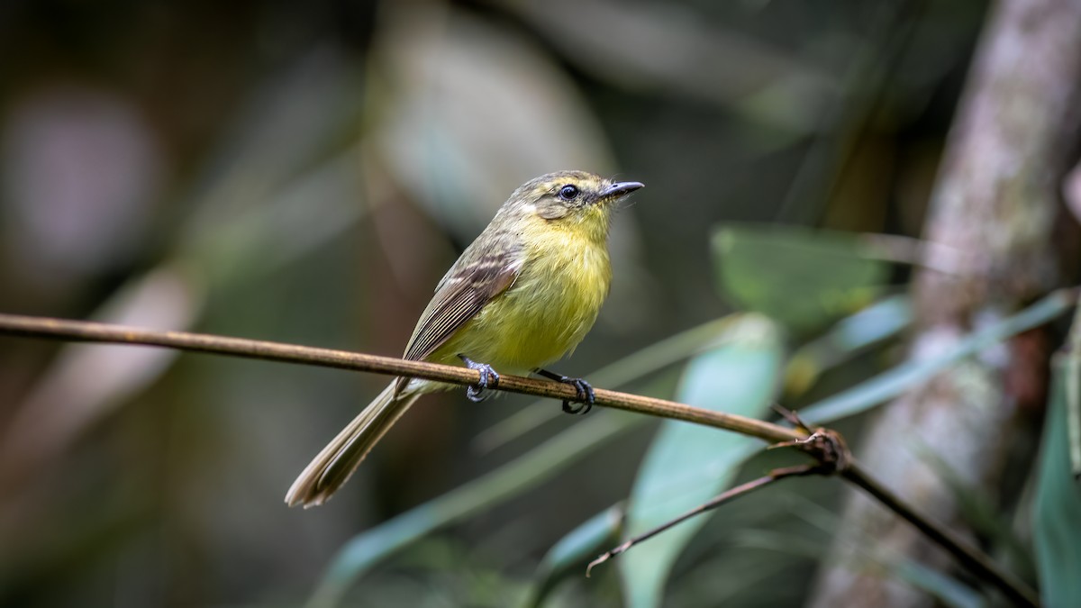 Yellow Tyrannulet - ML644481541