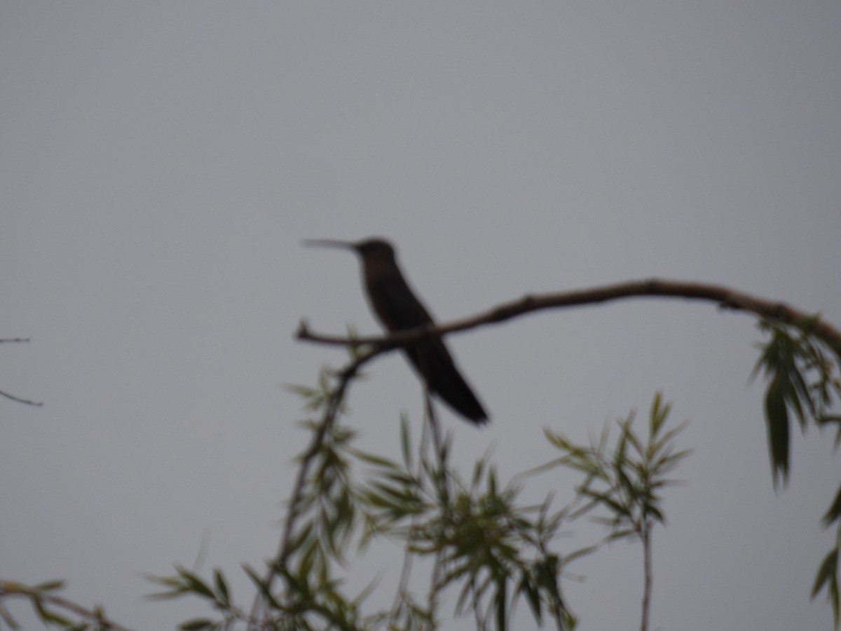 Giant Hummingbird - ML644481553