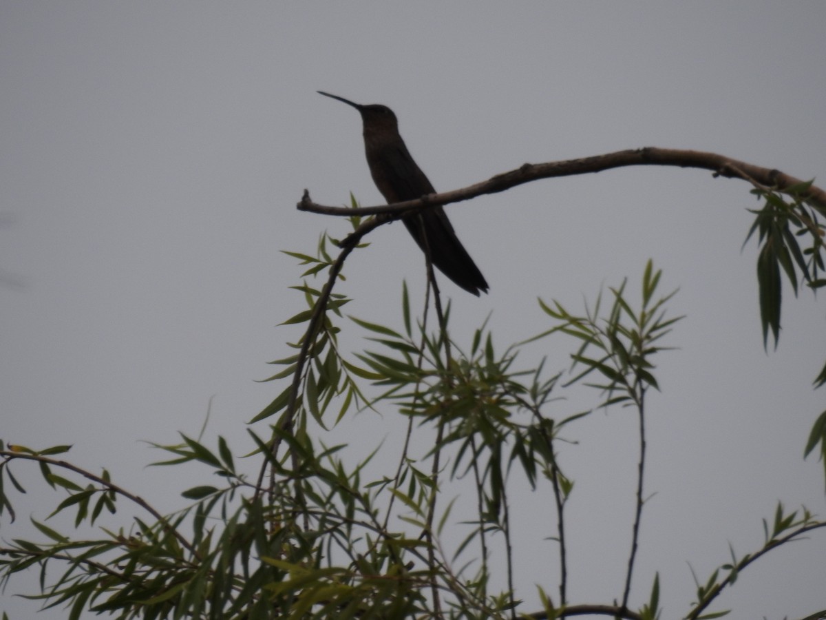 Giant Hummingbird - ML644481555