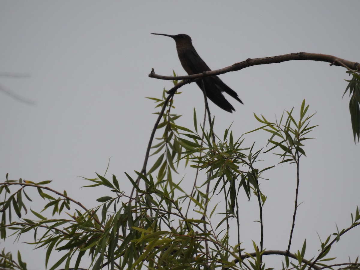 Giant Hummingbird - ML644481556