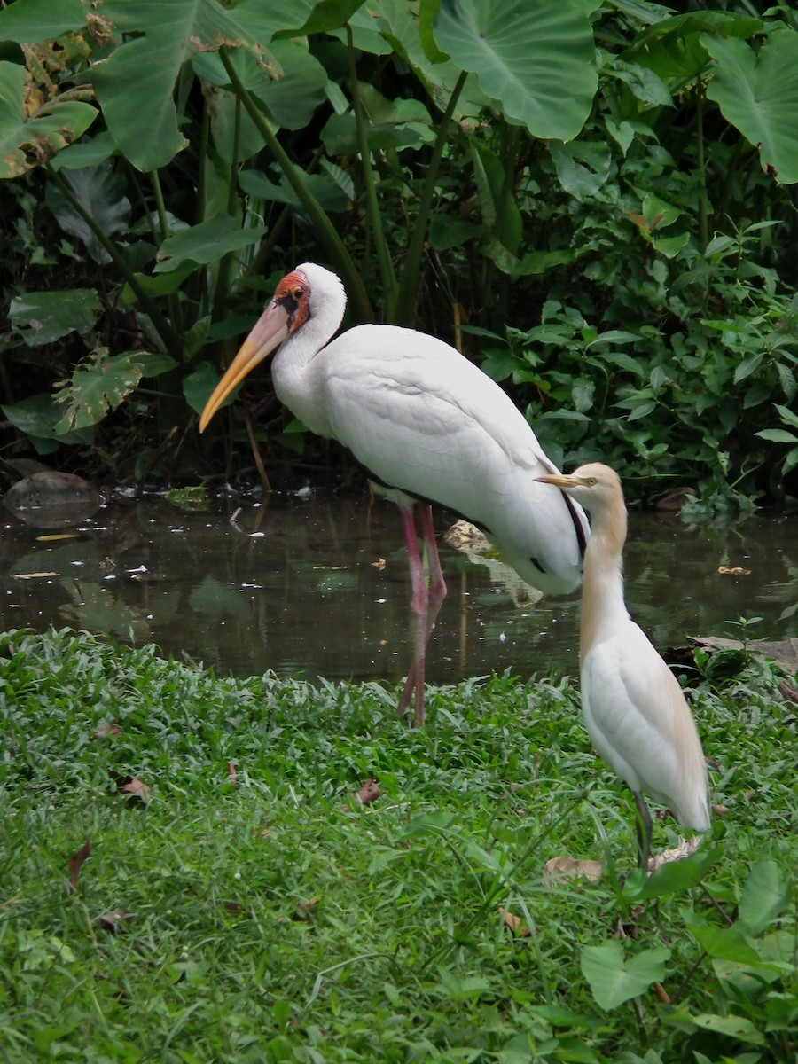 nesyt bílý - ML644481557