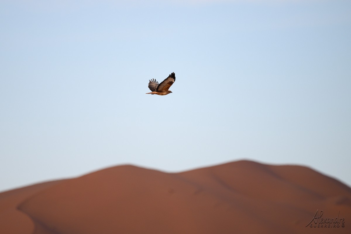 Long-legged Buzzard - ML644481568