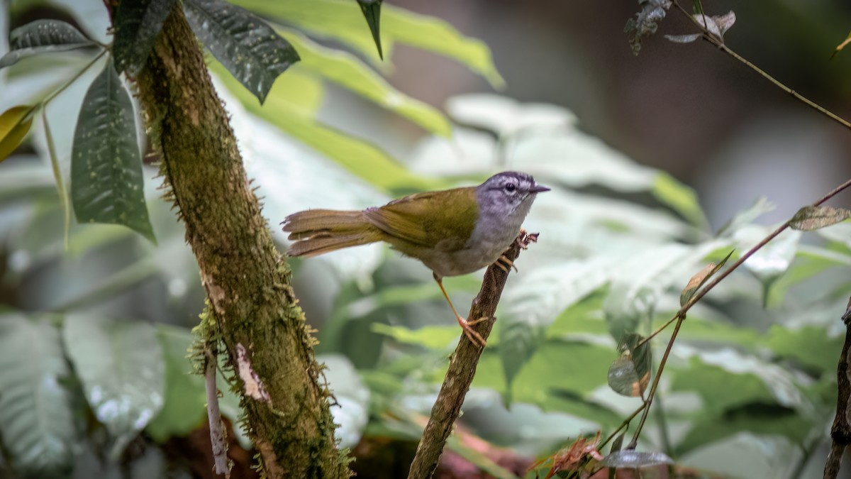White-browed Warbler - ML644481577