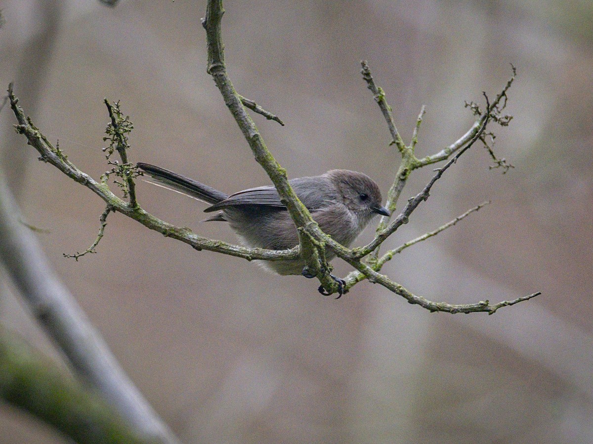 Bushtit - ML644481585