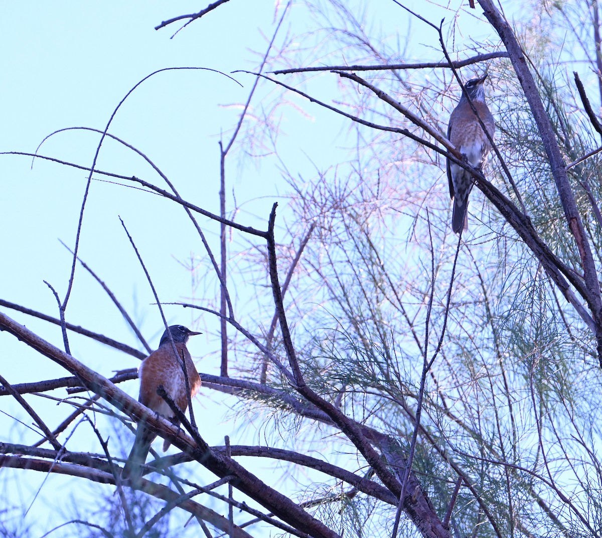 American Robin - ML644481590