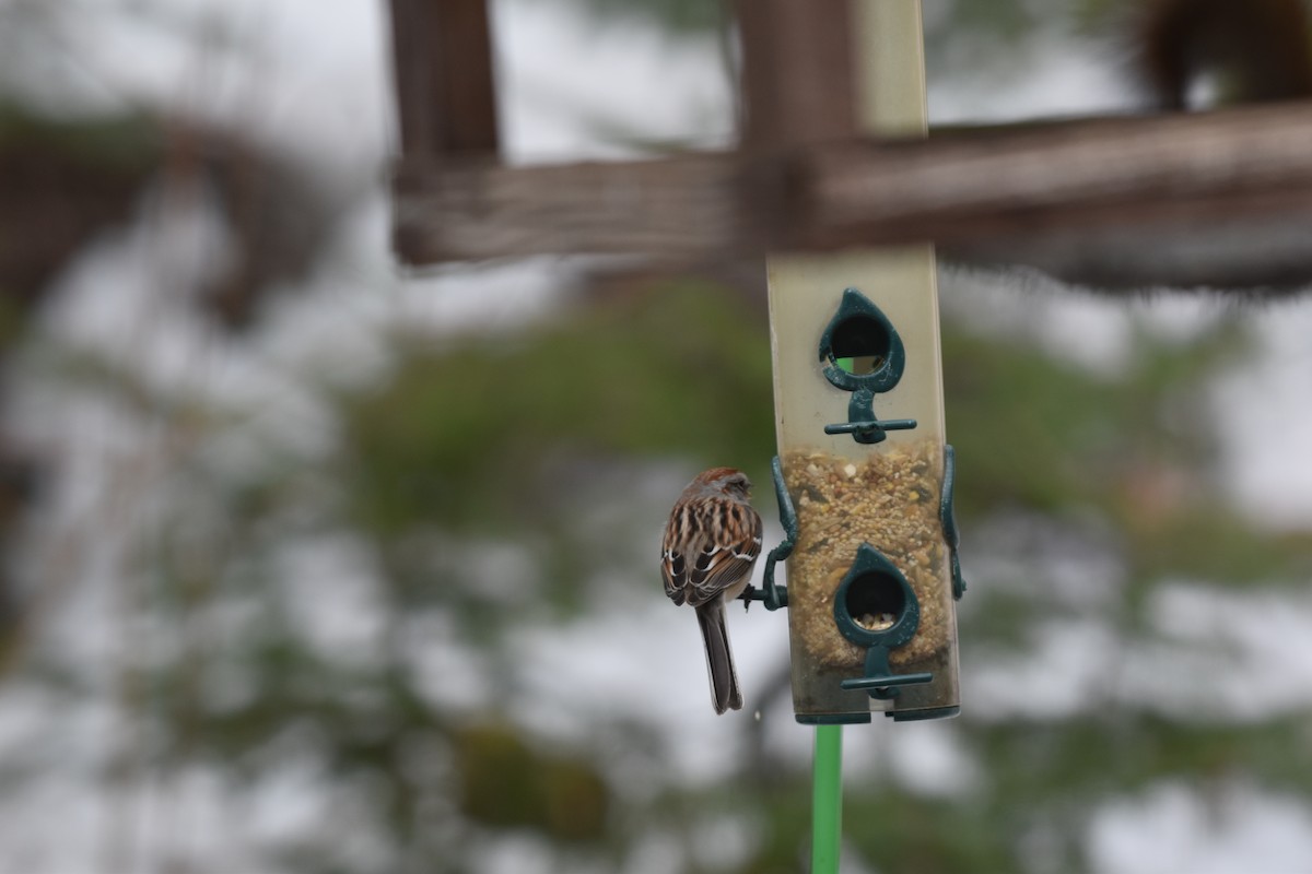 Hudson Körfezi Serçesi - ML644481593