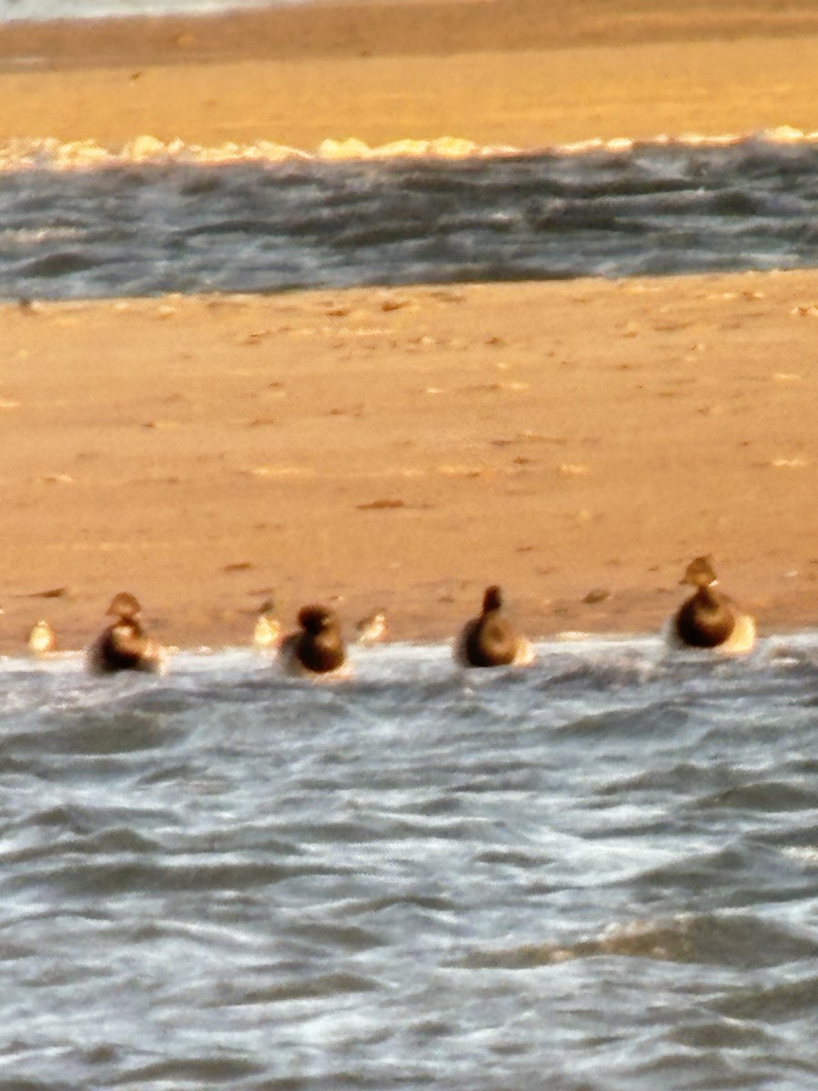 Brant (Pale-bellied) - ML644481597