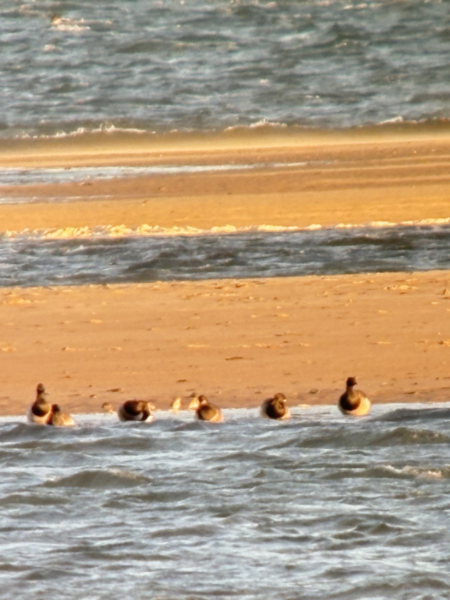 Brant (Pale-bellied) - ML644481598