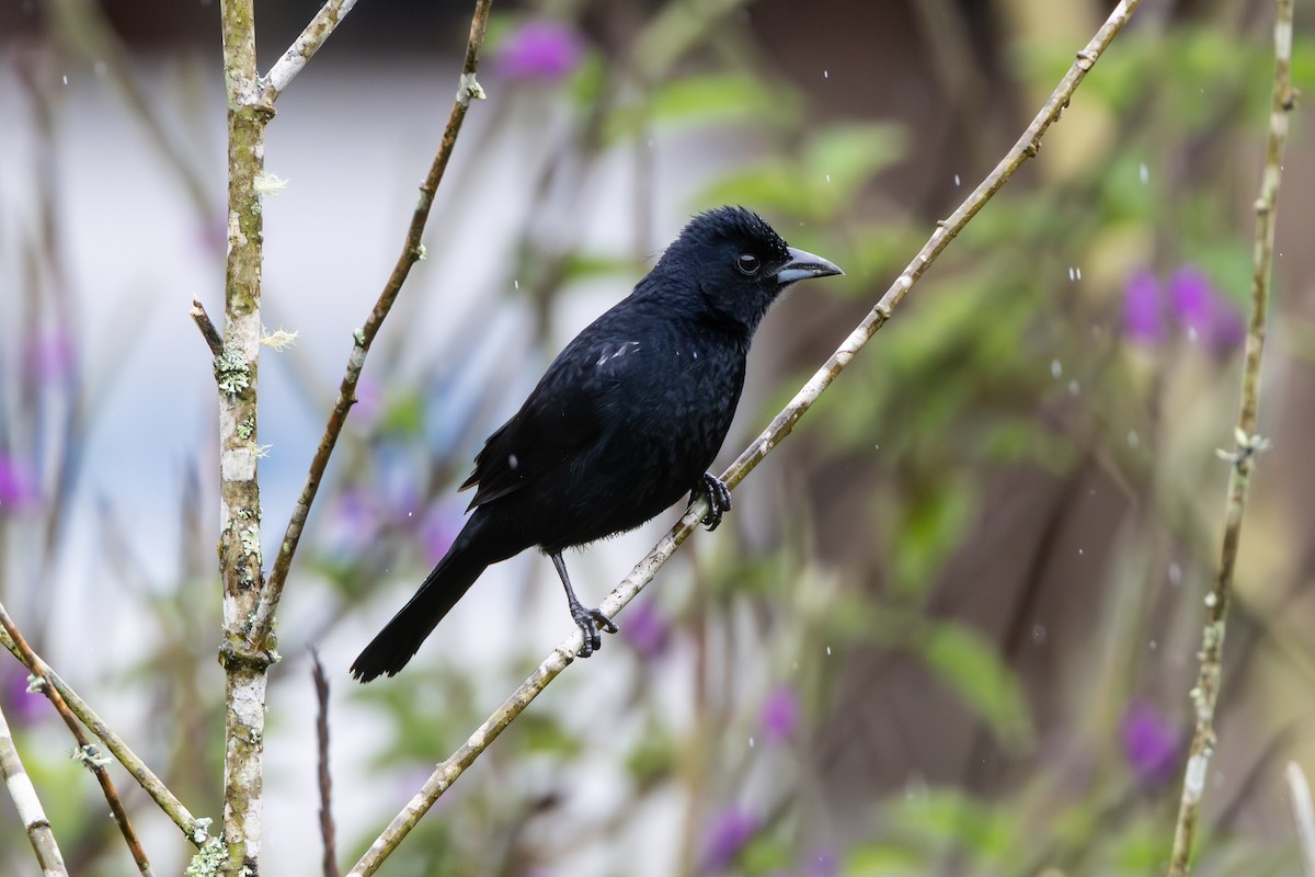 クロフウキンチョウ - ML644481603