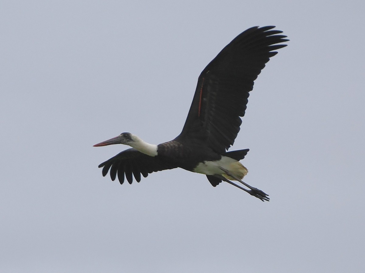 African Woolly-necked Stork - ML644481612