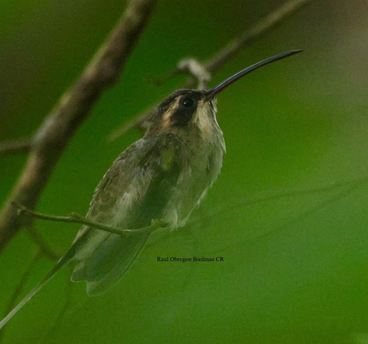 Pale-bellied Hermit - ML644481613