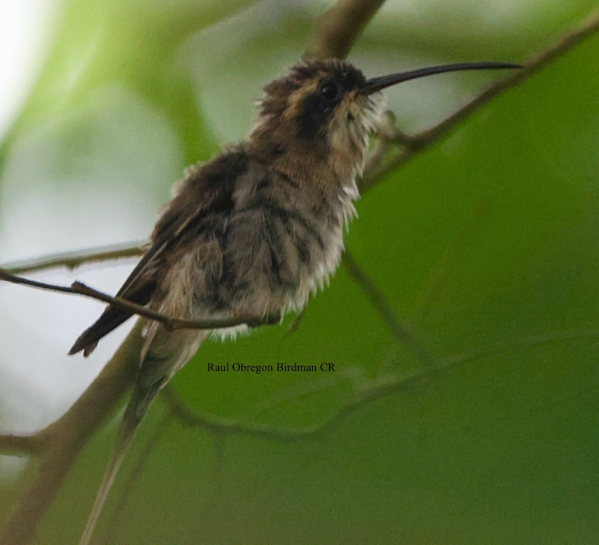 Pale-bellied Hermit - ML644481614