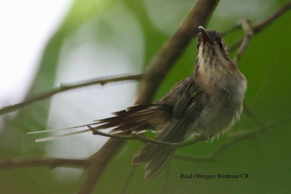 Pale-bellied Hermit - ML644481615
