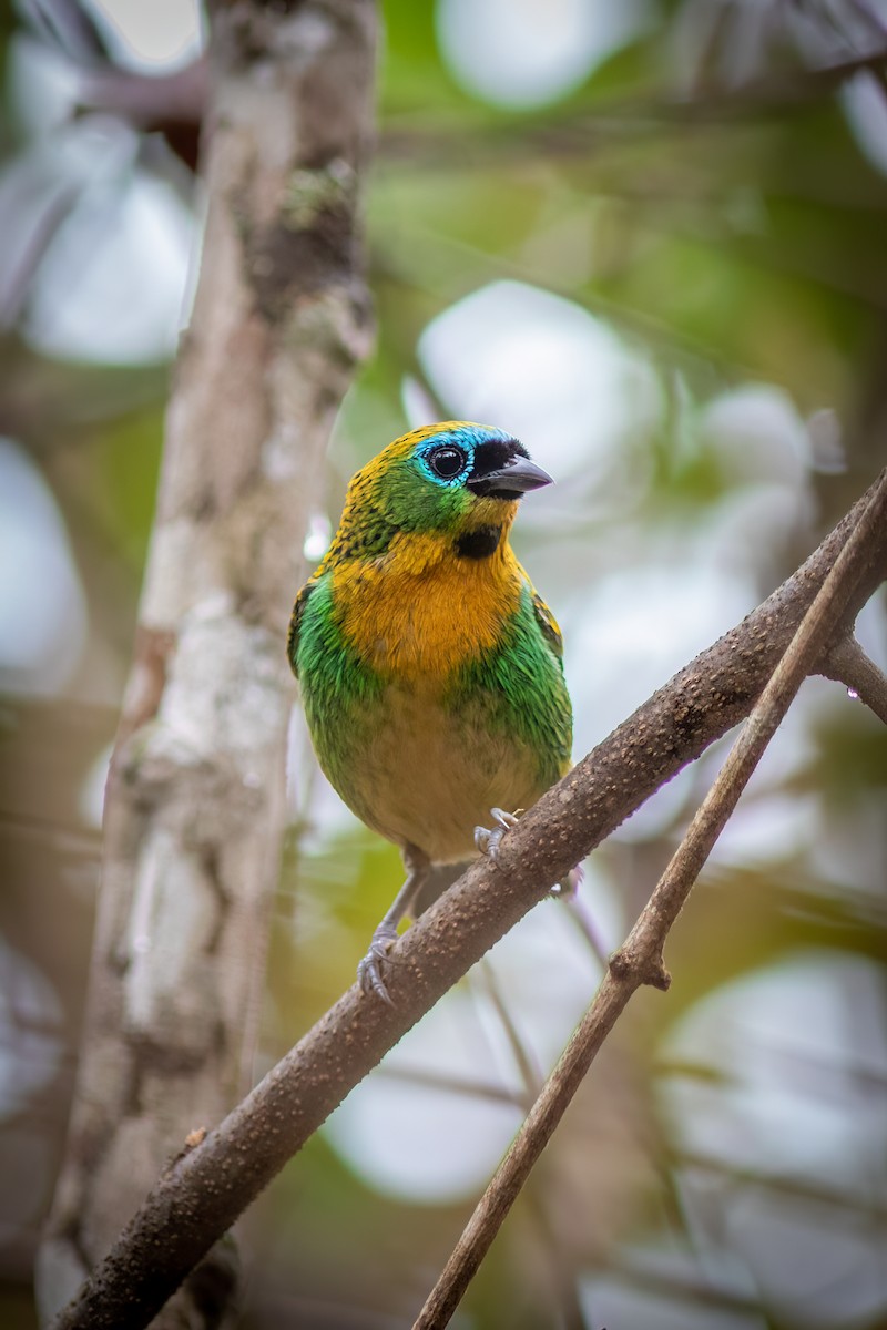 Brassy-breasted Tanager - ML644481618