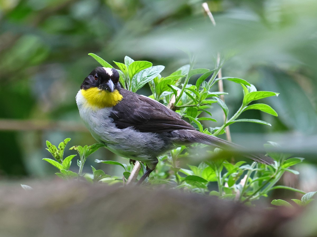 White-naped Brushfinch - ML644481620