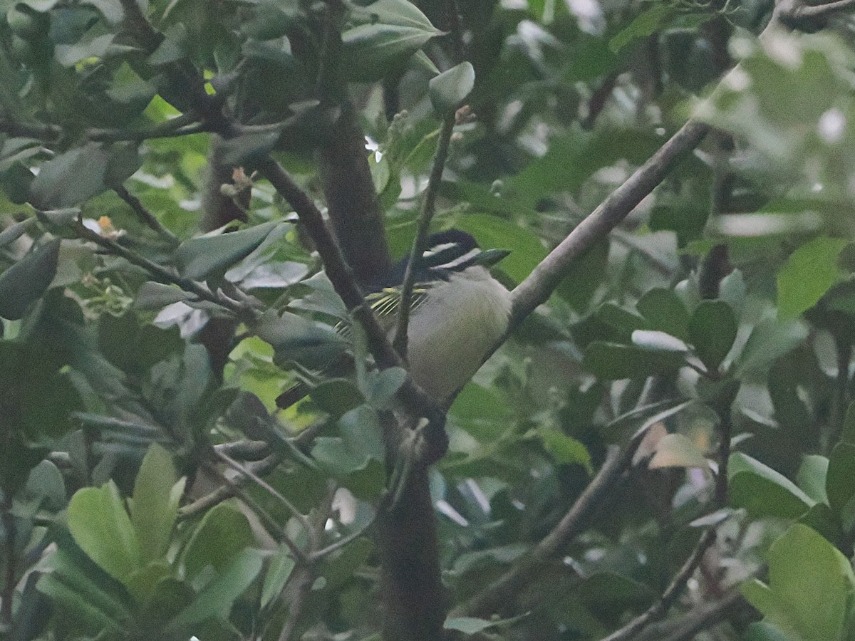 キゴシヒメゴシキドリ - ML644481634