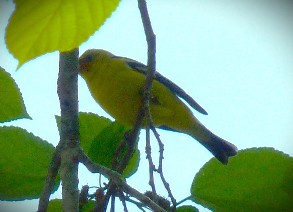 Western Tanager - ML644481646