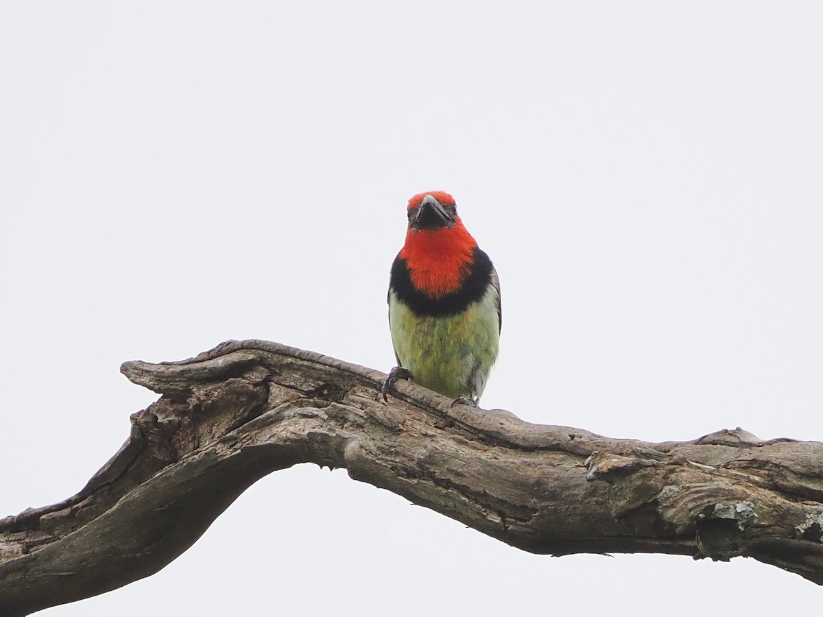 Kara Kolyeli Barbet - ML644481647