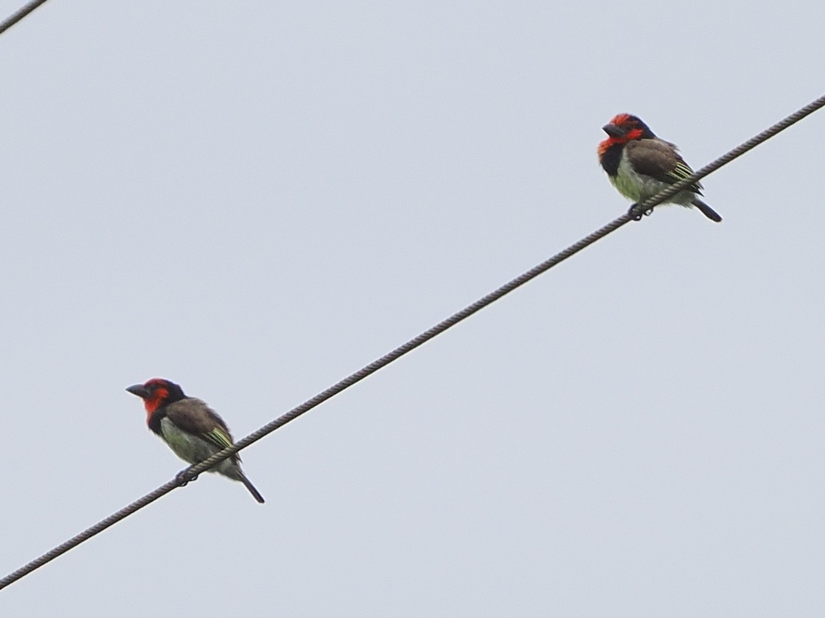 Kara Kolyeli Barbet - ML644481648